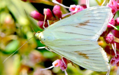 Sitochroa palealis